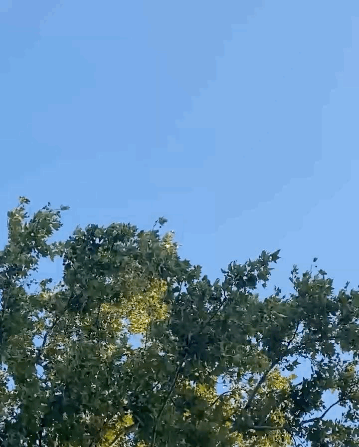 ve dinlediğim tek şey ağaç yapraklarının hışırtısı 🍃