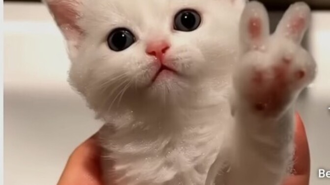 Kediyi yavruyken besleyip büyüdüğüne şahit olmak harika bir his değil mi?