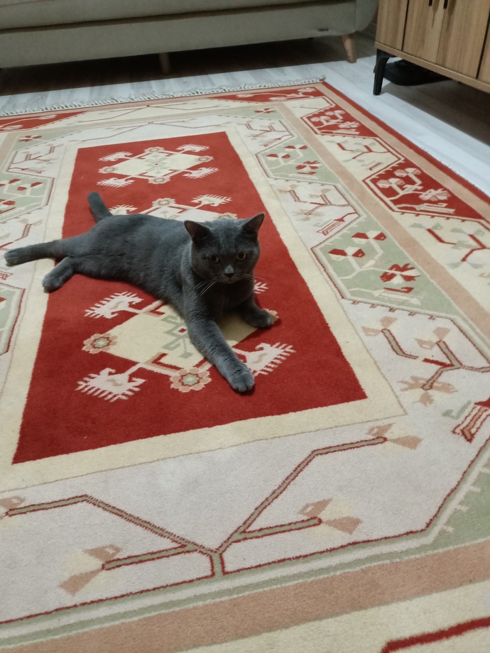 Sizce bu kedi depresyonda mı?
