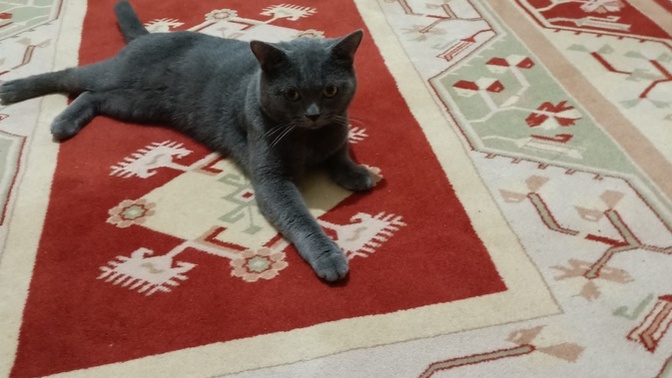 Sizce bu kedi depresyonda mı?