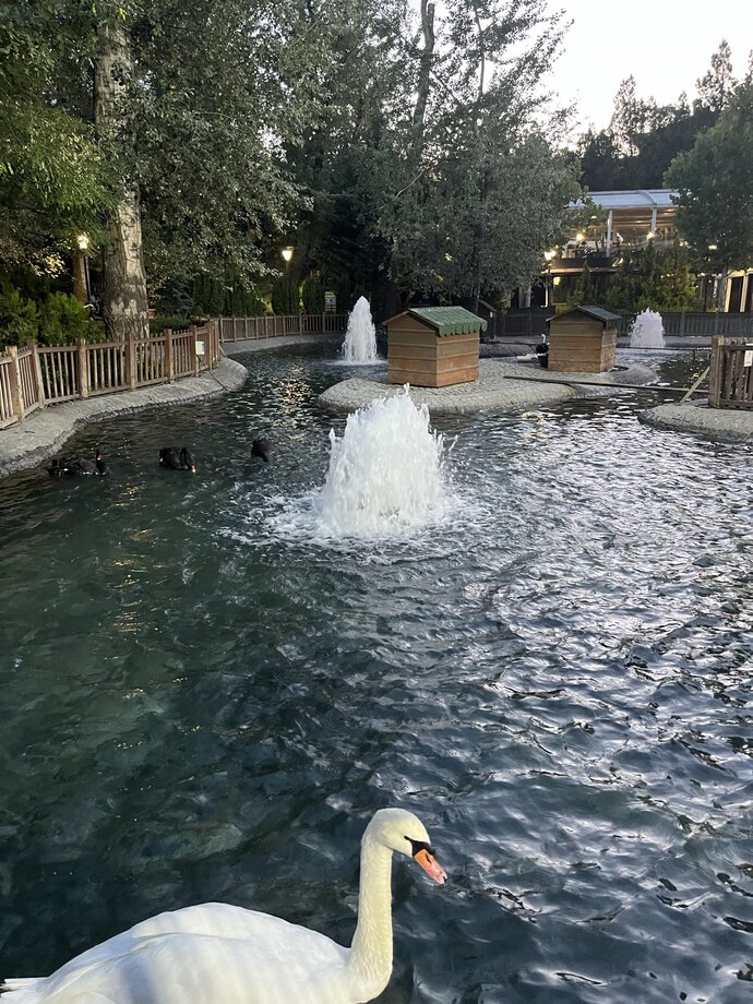 Şu kuğuyu çalsam ne olur ki?