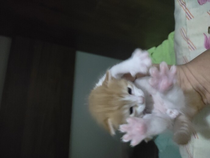 Kedi sahiplenmek isteyen var mı?