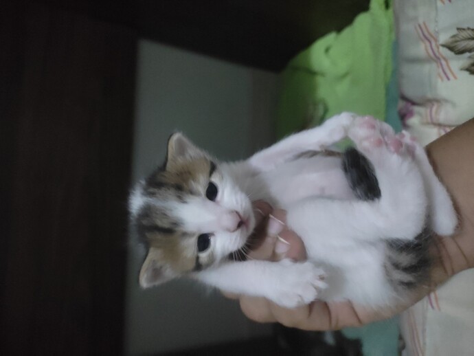 Kedi sahiplenmek isteyen var mı?