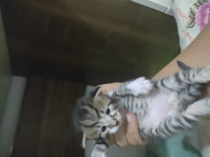 Kedi sahiplenmek isteyen var mı?