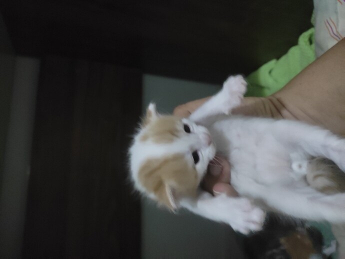 Kedi sahiplenmek isteyen var mı?