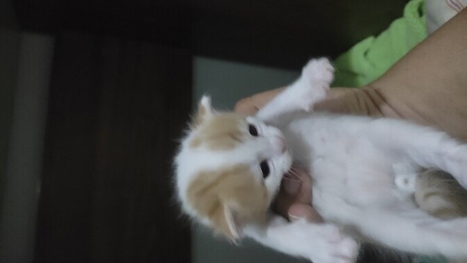 Kedi sahiplenmek isteyen var mı?