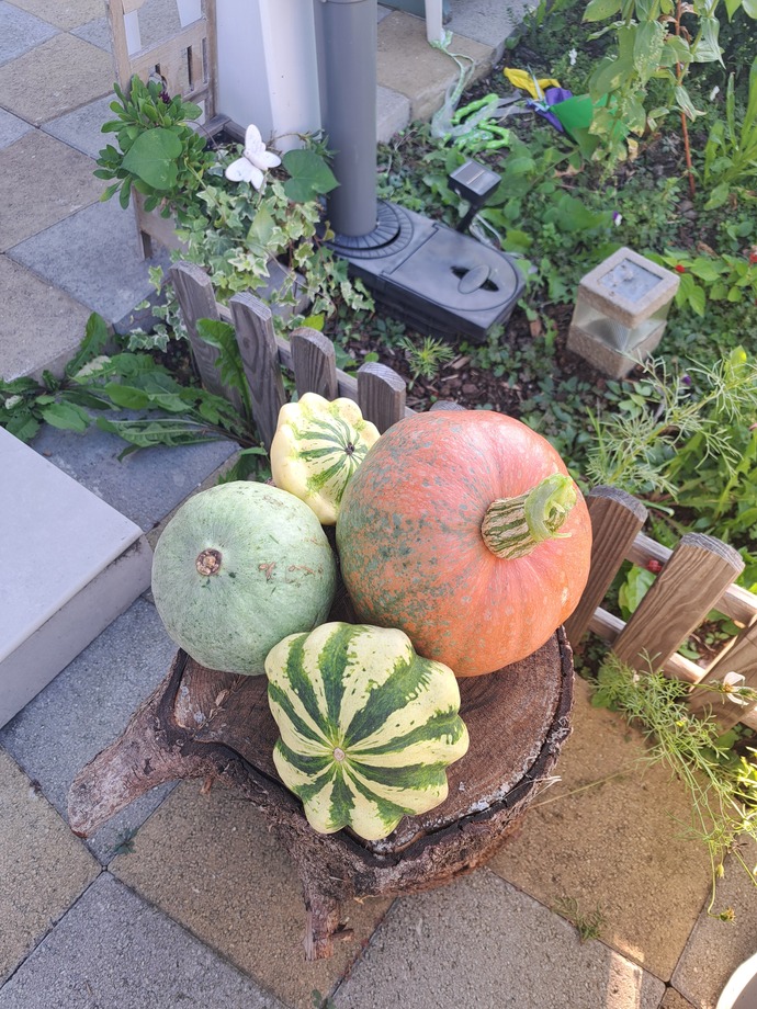 Bahcemden kabaklarım 🦔🍁🎃🍂