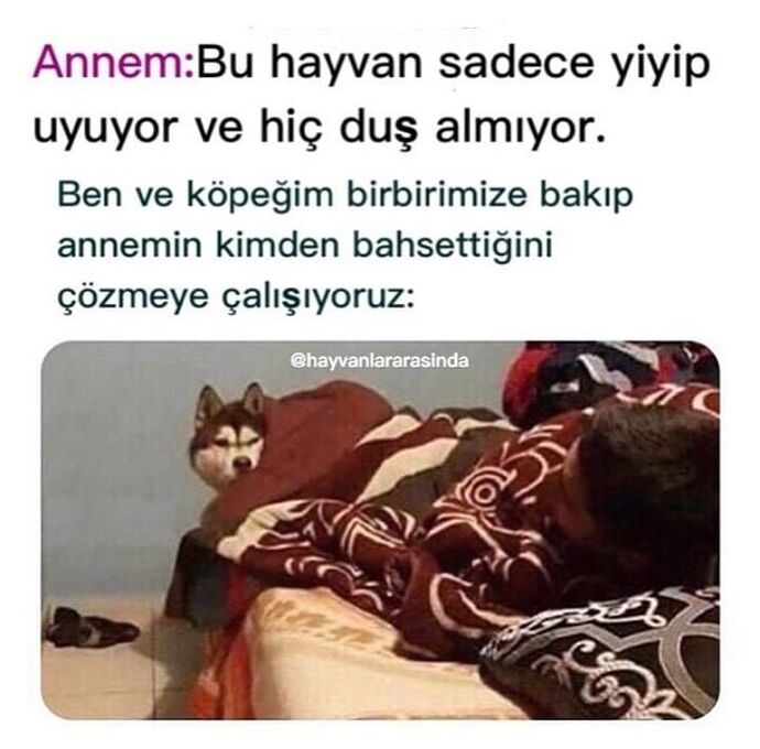 Kedilerden insana grip bulaşır mı?