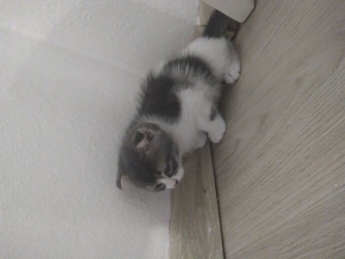 Bebek kedi sever misiniz?