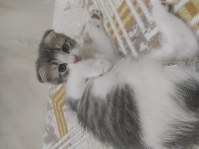 Bebek kedi sever misiniz?