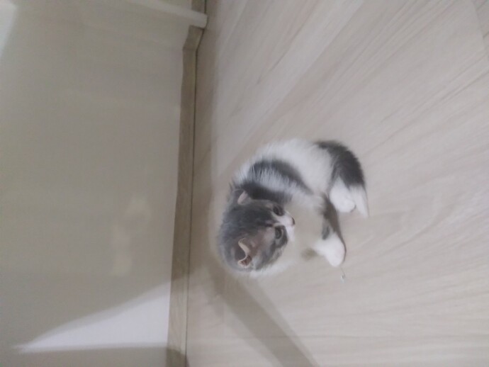 Bebek kedi sever misiniz?