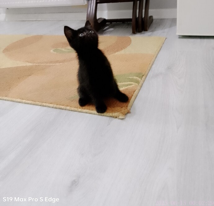 Bebek kedi sever misiniz?