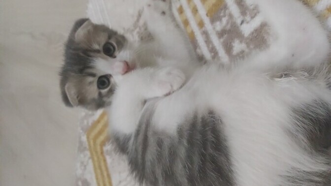 Bebek kedi sever misiniz?