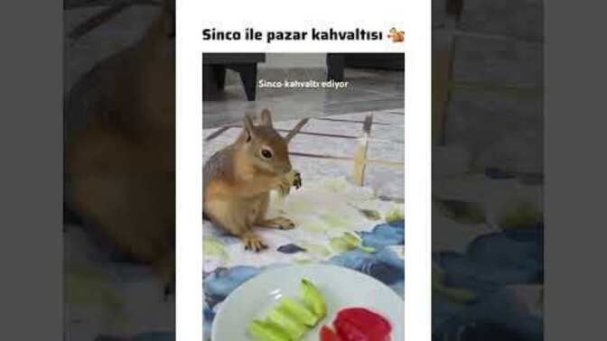 Evde sincap beslenir mi?
