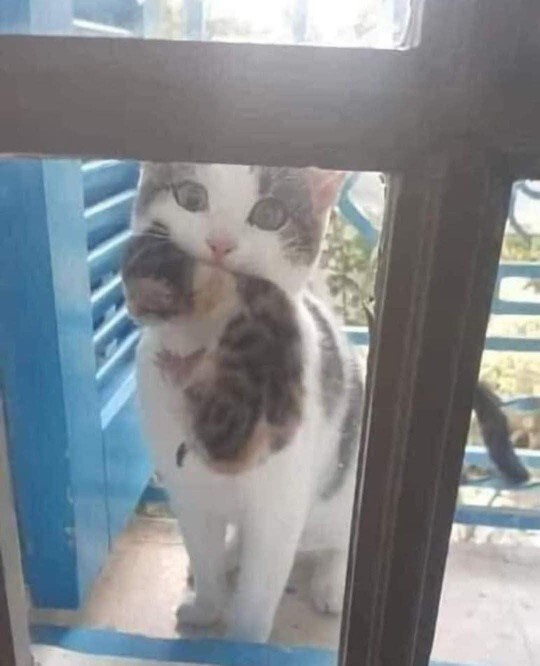 Cama kedi gelse yavrusuda agzında 🐾 dostlar içeri alırmısınız?