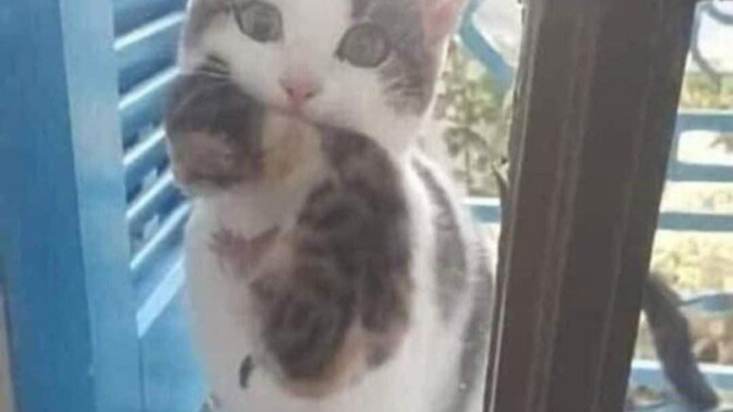 Cama kedi gelse yavrusuda agzında 🐾 dostlar içeri alırmısınız?