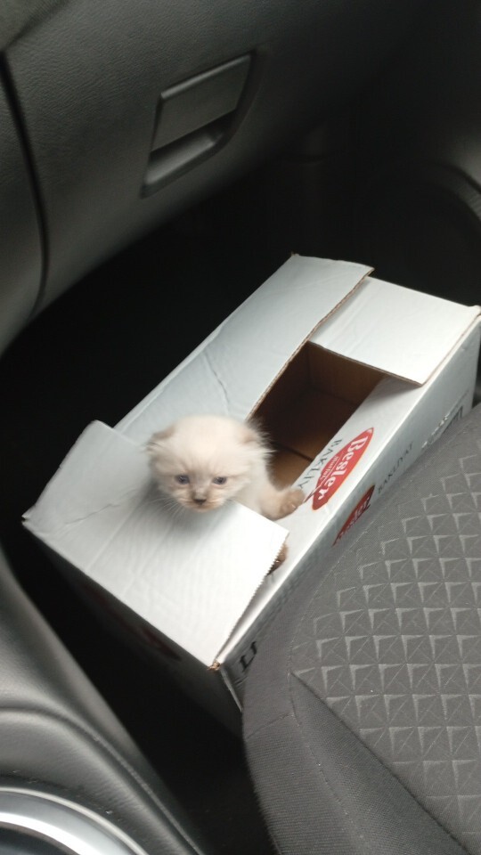 🐶🐱 Sizin hayatınızda özel bir pati dostu var mı?