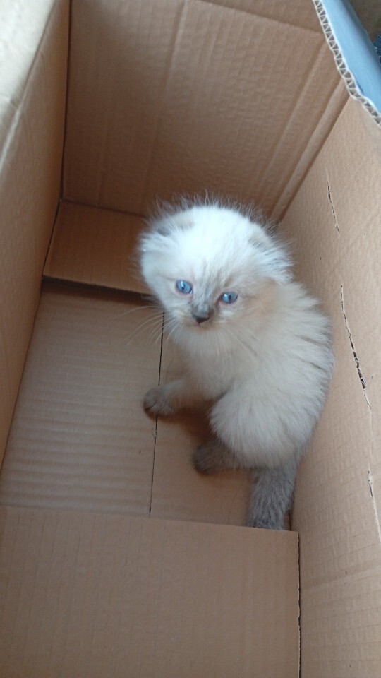 🐶🐱 Sizin hayatınızda özel bir pati dostu var mı?
