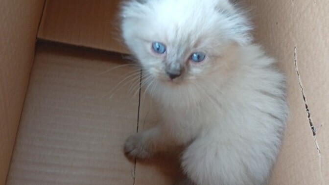 🐶🐱 Sizin hayatınızda özel bir pati dostu var mı?