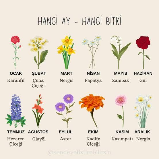 Hangi çiçeği seçersiniz?