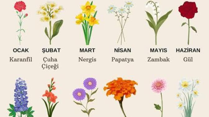 Hangi çiçeği seçersiniz?