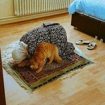 Evde köpek besleyen ölümsüz mü oluyor İslamda?