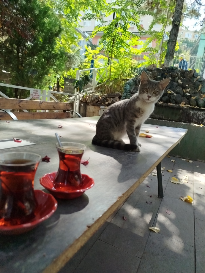 çayın yanına pisikevit
