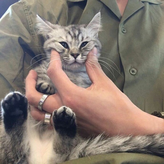 Her kedi gördüğünüzde sevmek için can atıyor musunuz?