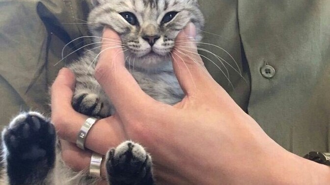 Her kedi gördüğünüzde sevmek için can atıyor musunuz?