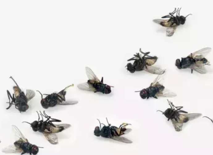 Eve giren sineğin konacağı son yer pencere kenarı. Ya ölecek ya da pencereden kaçacak?