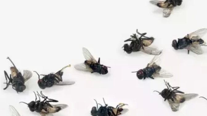 Eve giren sineğin konacağı son yer pencere kenarı. Ya ölecek ya da pencereden kaçacak?