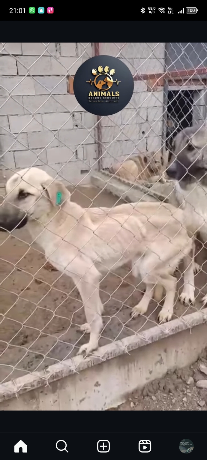 Bu akpnin hayvan düşmanlığı neden sınır tanımıyor?