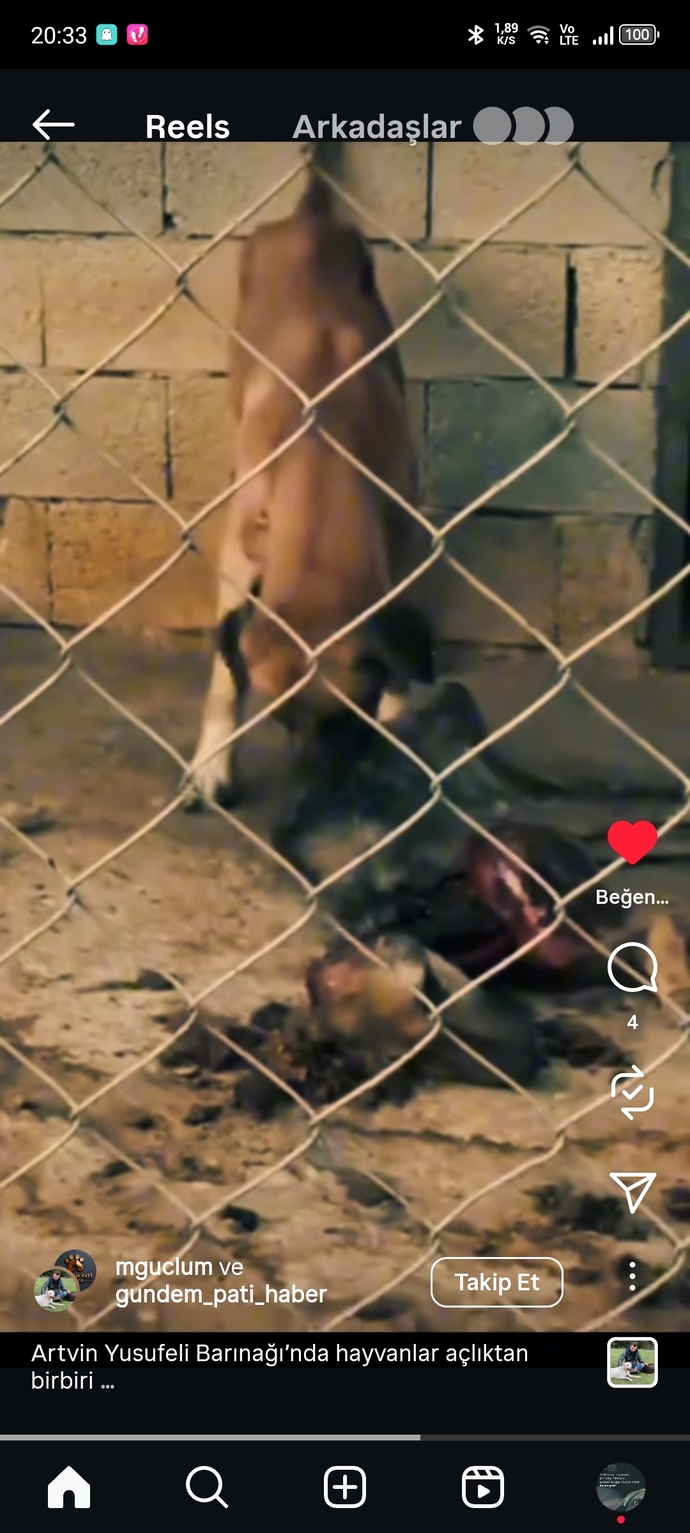 Bu akpnin hayvan düşmanlığı neden sınır tanımıyor?