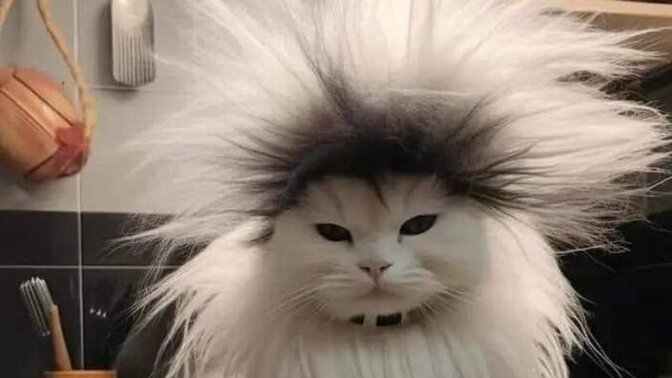 Bu kedi sizin kediniz olsaydı adını ne koyardınız?