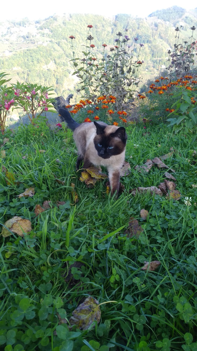 Hangi hayvanlar fotoğraflarda daha iyi poz veriyor?