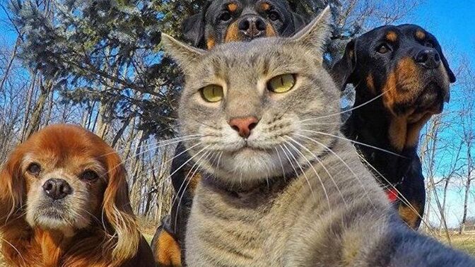 Hangi hayvanlar fotoğraflarda daha iyi poz veriyor?