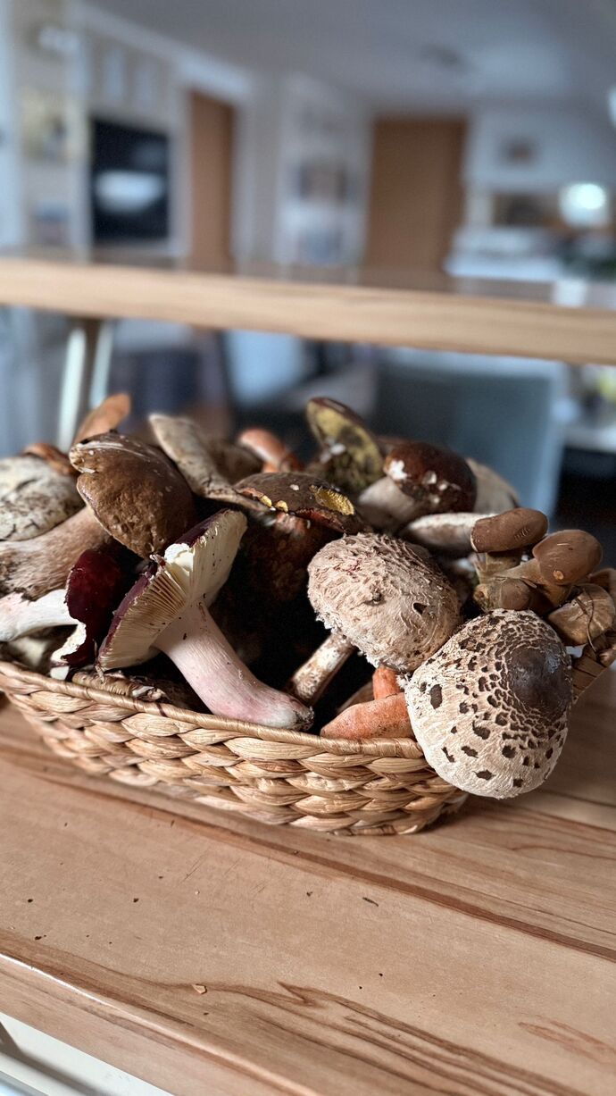 Ellerimle topladığım 🍄🟫🍁🍂