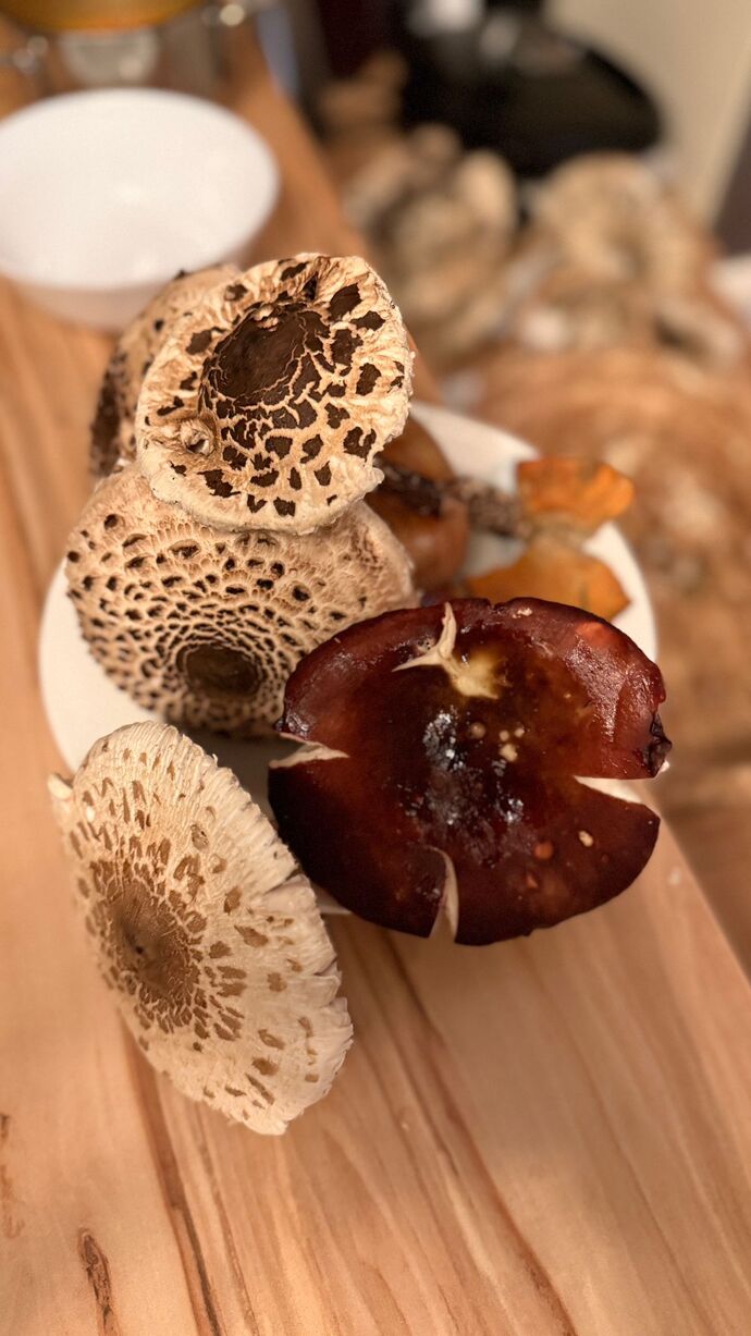 Genelde çam ağaçlarının altında ormanların yüksek kısımlarında çıkıyor 🍄🟫