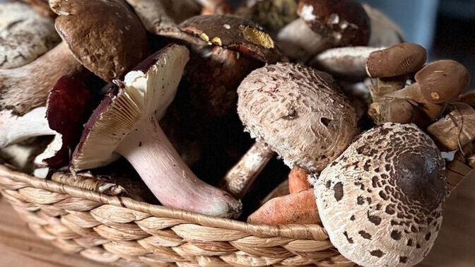 Mantar sever misiniz? Nasıl görünüyor bakalim?