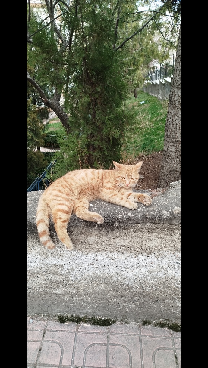 bir iki üç dört, pati, pisi
