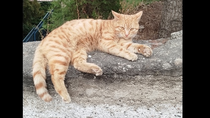 Bu şans pisigini gördüysen bugün bi hayalin gerçek olacak, gördün mü gördün mü 🙀?