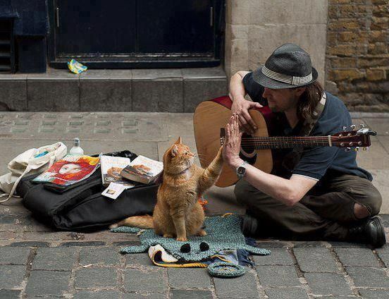Kedi sever misiniz? Kedilerin sanata etkisi var mı sizce?