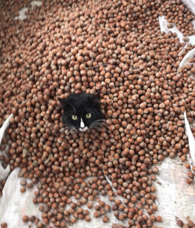 Evcil hayvanınız var mı ve cinsi nedir?