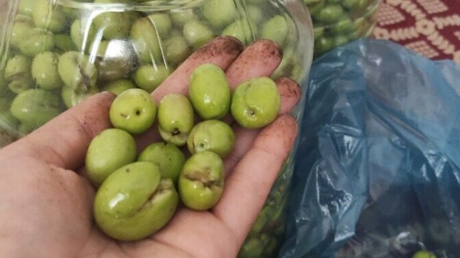 Zeytinlerinizi yaptınız mı?