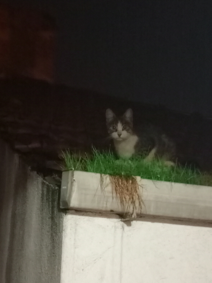Kedi mahsur kaldı itfaiye gelir mi?
