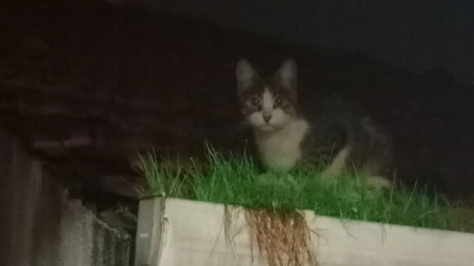 Kedi mahsur kaldı itfaiye gelir mi?