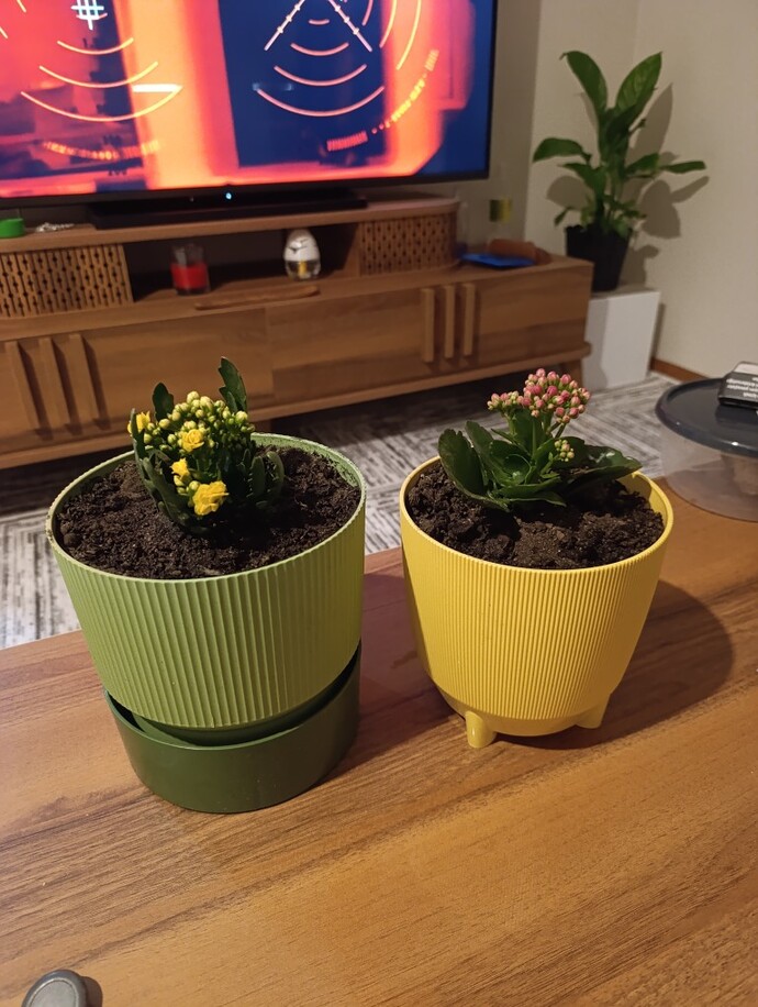 Yeni çiçek ve saksılarım nasıl 🌸🌸💐?