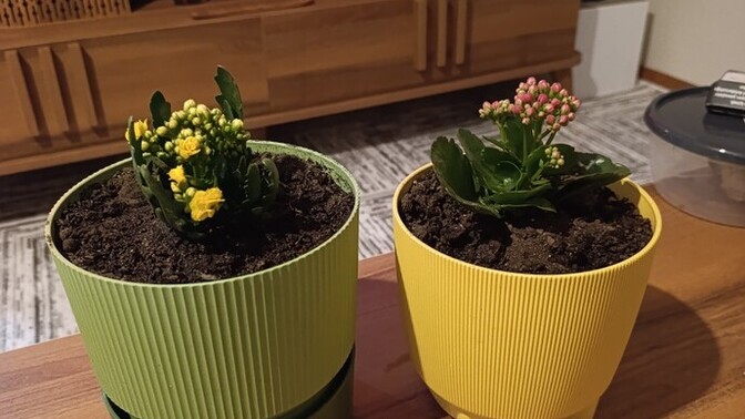 Yeni çiçek ve saksılarım nasıl 🌸🌸💐?