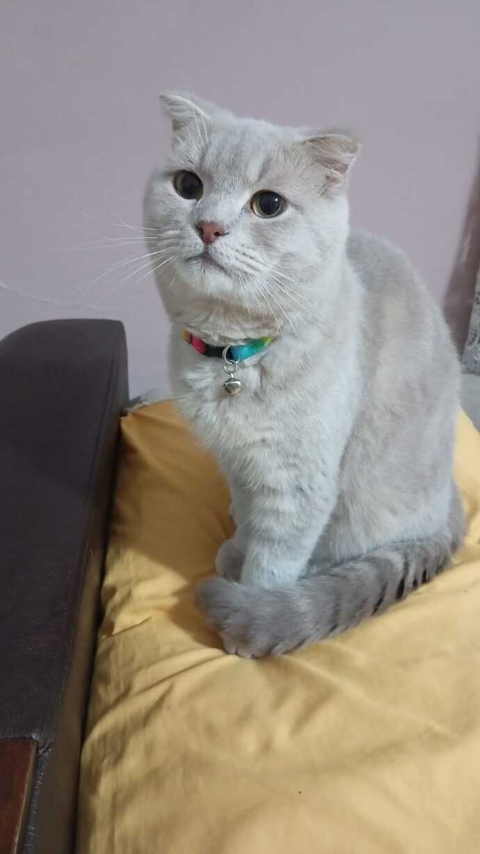Kedim çok tatlı değil mi?