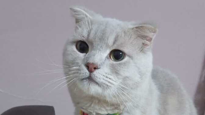 Kedim çok tatlı değil mi?